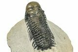 Detailed Crotalocephalina Trilobite - Exposed Hypostome #249770-4